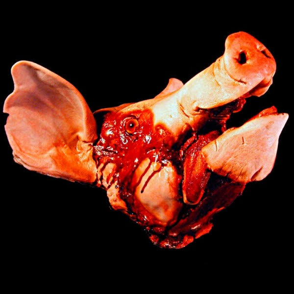 The Pig Lady of Cannelton (Cannelton/Darlington Township) 🐷🐽